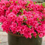 Azaleea Japoneza (Rhododendron) Geisha Pink, cu flori violet