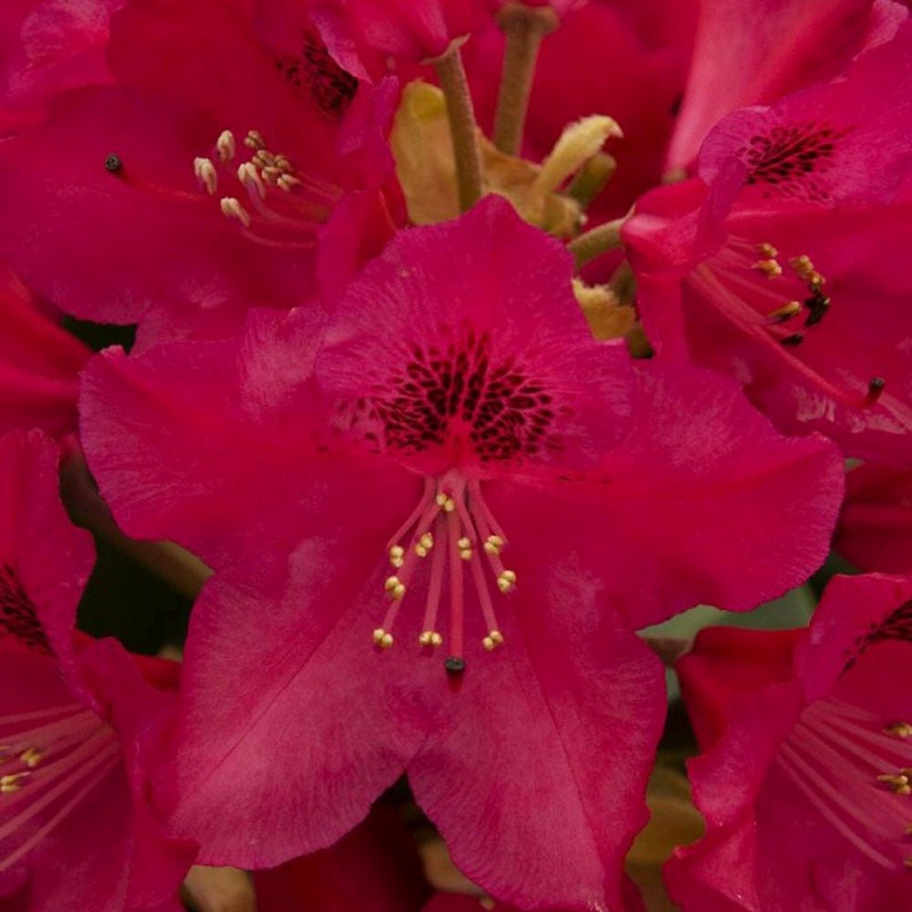 Azaleea Japoneza (Rhododendron) Nova Zembla, cu flori rosii