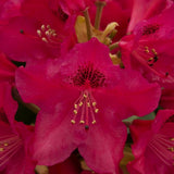 Azaleea Japoneza (Rhododendron) Nova Zembla, cu flori rosii