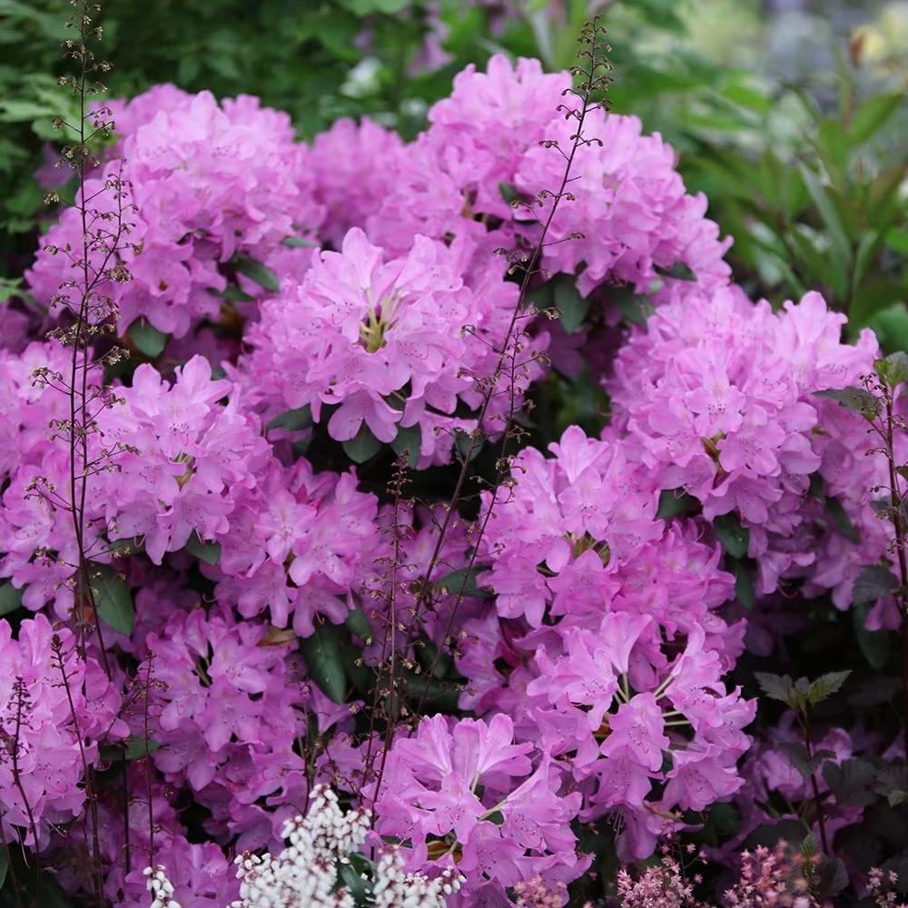 Azaleea japoneza (Rhododendron) Roseum Elegans, cu flori roz-lila