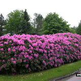 Azaleea japoneza (Rhododendron) Roseum Elegans, cu flori roz-lila