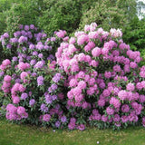 Azaleea Japoneza (Rhododendron) Scintillation, cu flori roz-pal