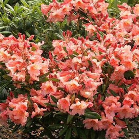 Azaleea japoneza (Rhododendron) Tortoiseshell Orange, cu flori portocalii