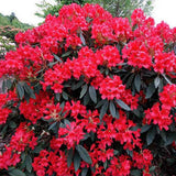 Azaleea Japoneza (Rhododendron) Vulcan, cu flori rosu-violet