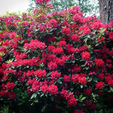 Azaleea Japoneza (Rhododendron) Vulcan, cu flori rosu-violet