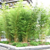 Bambus Aureocaulis