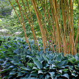 Bambus Aureocaulis