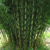 Bambus de gradina Campbell (Fargesia Robusta Campbell) - Neinvaziv