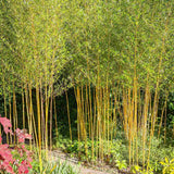 Bambus de Gradina Auriu (Phyllostachys Aurea), tulpini galbene, rezistent la frig, gard viu dens, crestere rapida