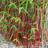 Bambus de gradina (Fargesia Rufa) Red Dragon - Neinvaziv si cu tije rosiatice