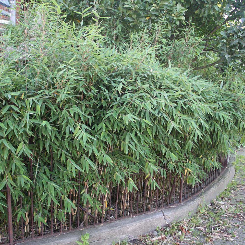 Bambus de gradina Formidable (Fargesia Robusta Formidable) - Neinvaziv