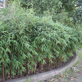 Bambus de gradina Formidable (Fargesia Robusta Formidable) - Neinvaziv