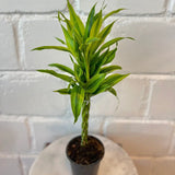 Bambus Norocos/Lucky Dracaena Cintho - 5 tulpini impletite, 50 cm