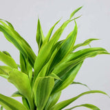 Bambus Norocos/Lucky Dracaena Lemon Lime - 5 tulpini impletite