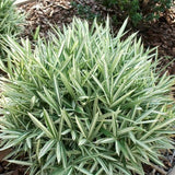Bambus Pitic (Pleioblastus) Variegat