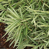Bambus Pitic (Pleioblastus) Variegat