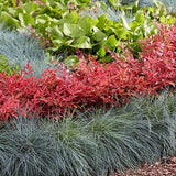 Bambus Sfant rosu Nandina Obsessed