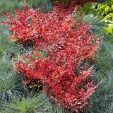 Bambus Sfant rosu Nandina Obsessed