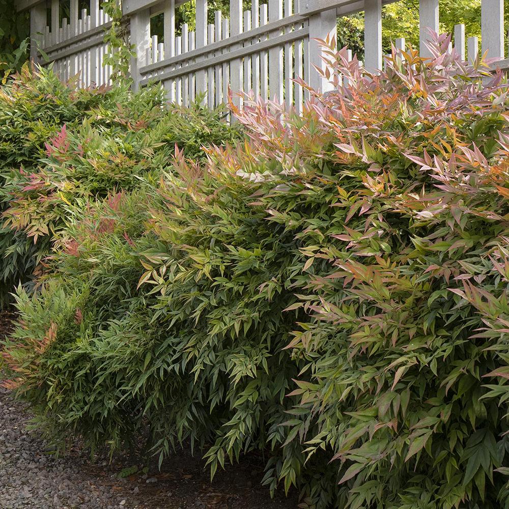 Bambus Sfant bronz-portocaliu Nandina Gulfstream