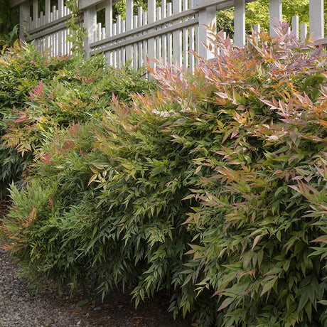 Bambus Sfant bronz-portocaliu Nandina Gulfstream