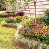 Bambus Sfant bronz-portocaliu Nandina Gulfstream