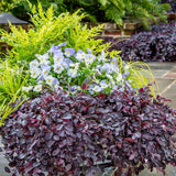 Bambusul Sacru Nandina Lemon-Lime