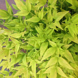 Bambusul Sacru Nandina Lemon-Lime