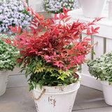 Bambus Sfant rosu Nandina Obsessed