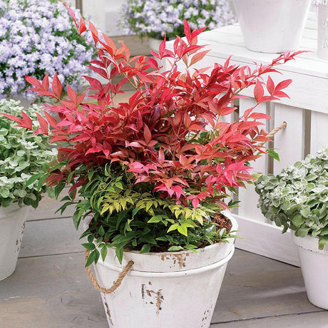 Bambus Sfant rosu Nandina Obsessed