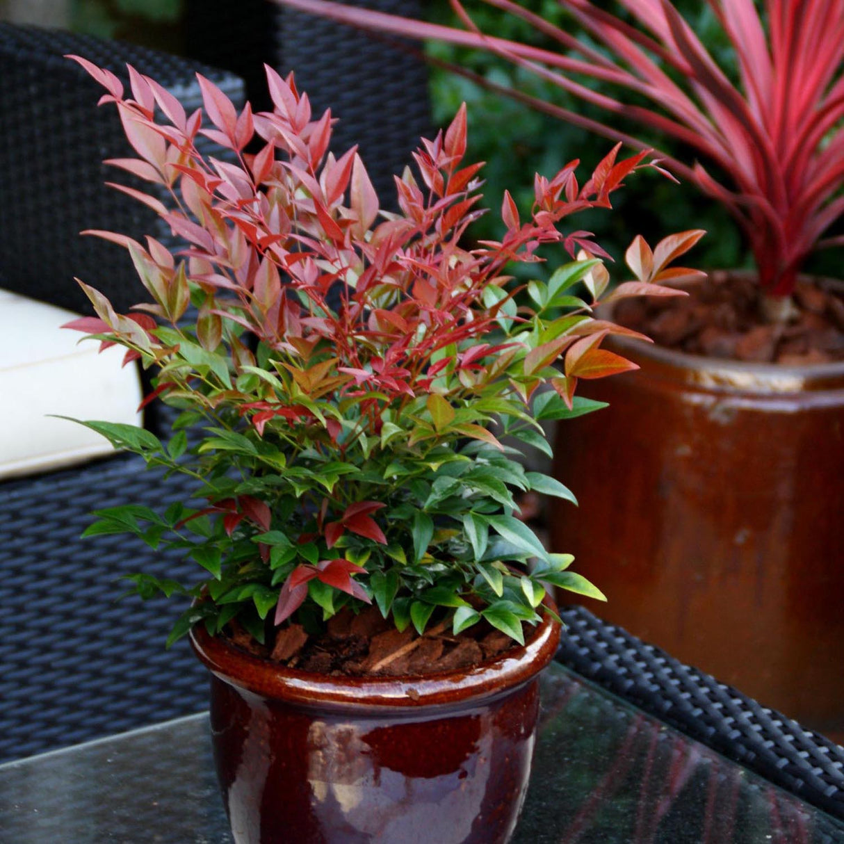 Bambus Sfant rosu Nandina Obsessed