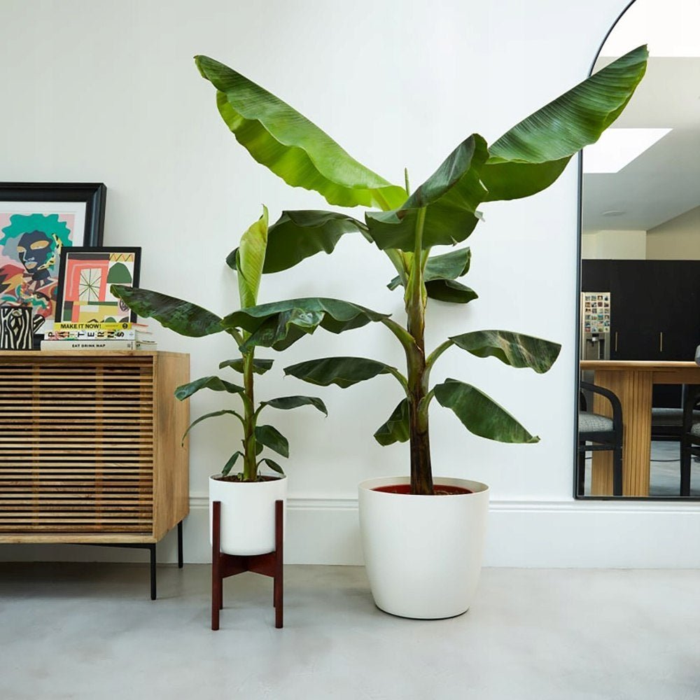 Bananier (Musa Tropicana) - 80 cm