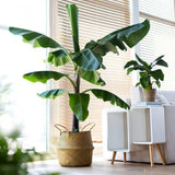 Bananier (Musa Tropicana) - 80 cm