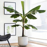 Bananier (Musa Tropicana) - 80 cm