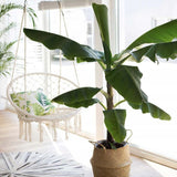 Bananier (Musa Tropicana) - 80 cm