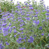 Barba Albastra (Caryopteris) Sterling Silver
