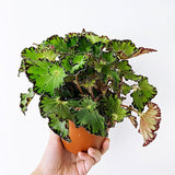 Begonia Fem, cu frunze decorative verzi-inchis lucios