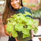 Begonia Lima Love, cu frunze decorative verzi lucioase
