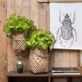 Begonia Lima Love, cu frunze decorative verzi lucioase