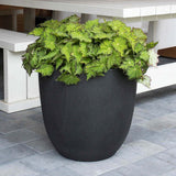 Begonia Lima Love, cu frunze decorative verzi lucioase