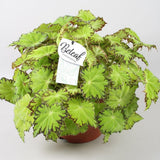 Begonia Lima Love, cu frunze decorative verzi lucioase