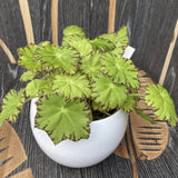Begonia Lima Love, cu frunze decorative verzi lucioase