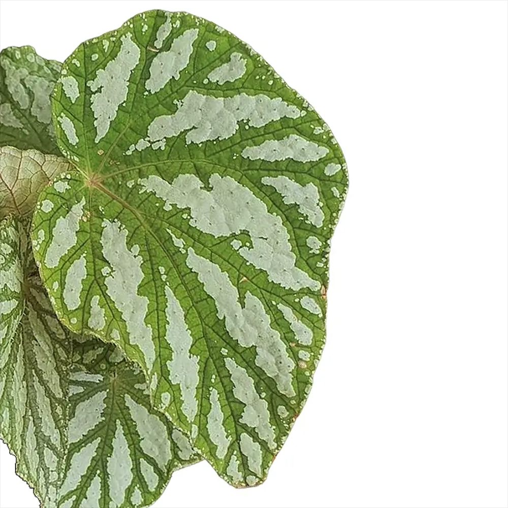 Begonia Magic Colours Tap Dance, cu frunze decorative verzi-argintiu