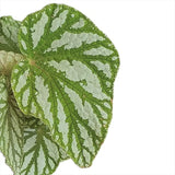Begonia Magic Colours Tap Dance, cu frunze decorative verzi-argintiu