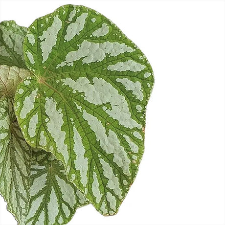 Begonia Magic Colours Tap Dance, cu frunze decorative verzi-argintiu