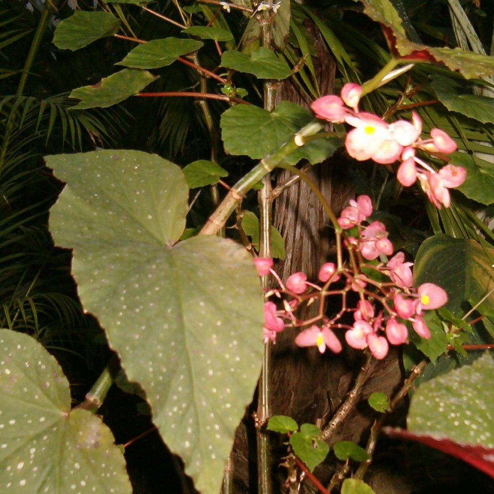 Begonie Corallina