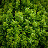 Berberis Japoneza Kobold, tarator, cu frunzis verde-emerald