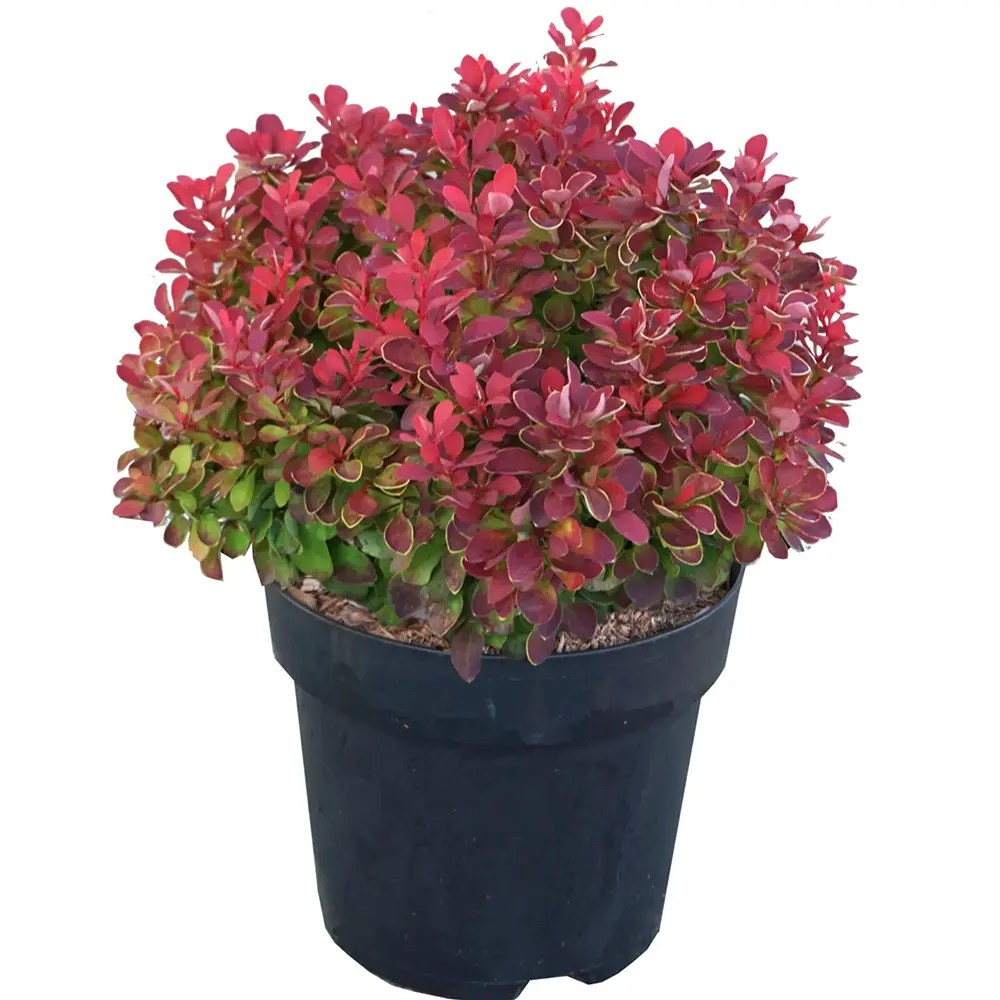 Dracila Berberis Japoneza Ruby Star, arbust pitic decorativ cu frunze rosii rubinii pentru borduri si gard viu mic