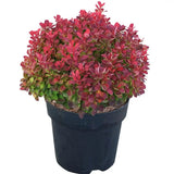 Dracila Berberis Japoneza Ruby Star, arbust pitic decorativ cu frunze rosii rubinii pentru borduri si gard viu mic