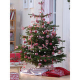 Brad de Craciun Nordmann (Abies Nordmanniana), brad vesnic verde, rezistent la ger, crestere moderata, Ideal pentru gradina sau craciun