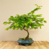 Aranjament Bonsai cu Metasequoia Auriu, 45-50 cm, bonsai sequoia cu frunze aurii, cadou perfect